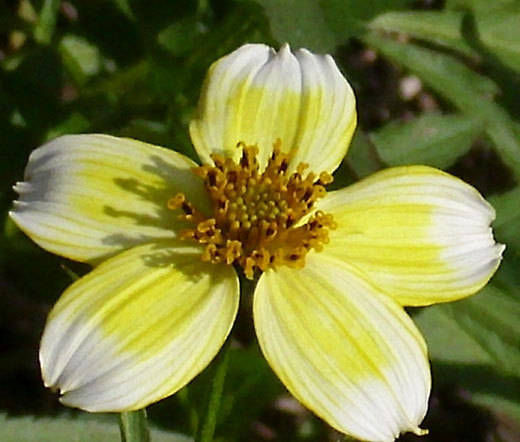 BUR MARIGOLD Bidens Aureas – 250 Bulk Seeds