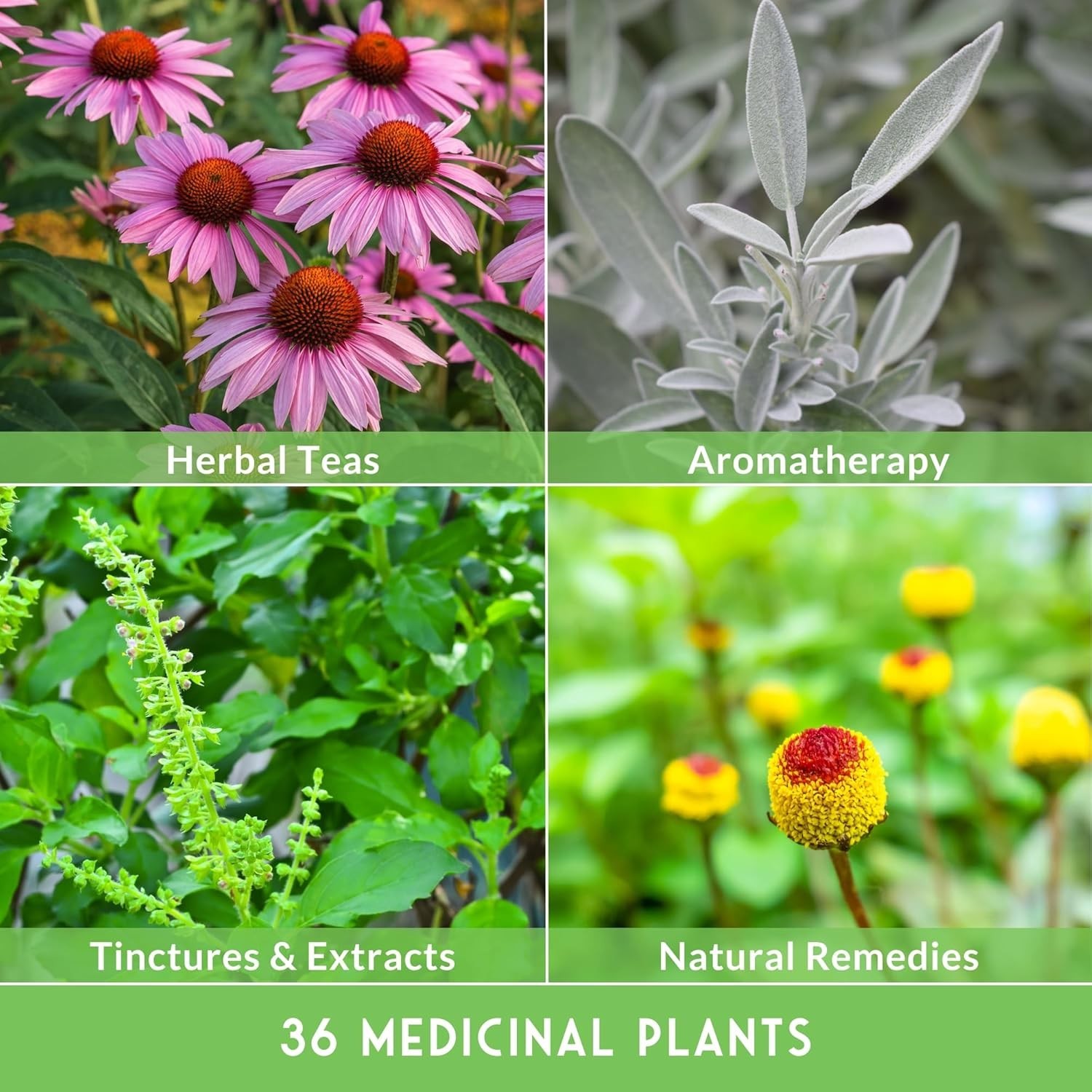 All-in-One Medicinal Herb Seed Kit – 36 Non-GMO Varieties for Natural Remedies