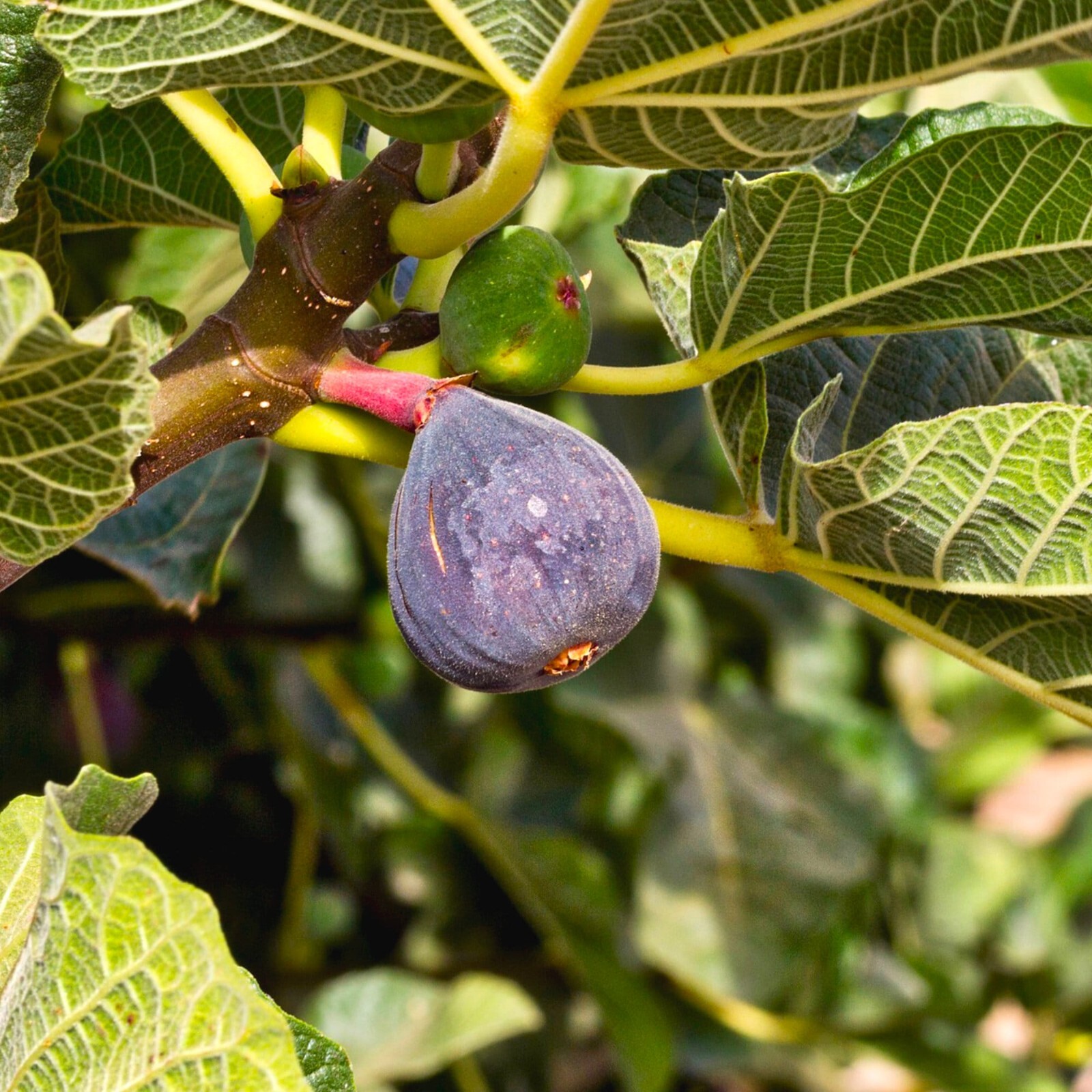 50+ Fig Tree Seeds – Ficus carica Sweet Fruit Shrub-Free Shiiping #