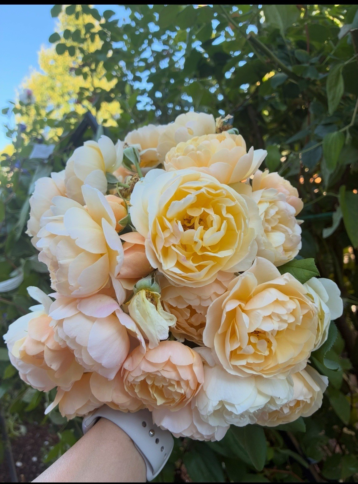 English Rose (Ausowlish ) Roald Dahl Shrub Live Rose Own ROOTED Plant 5″ Tall
