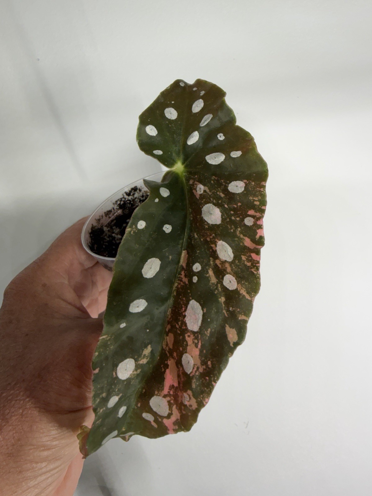 Begonia Maculata Pink Variegated💗last picture the mother plant/lots of pink!