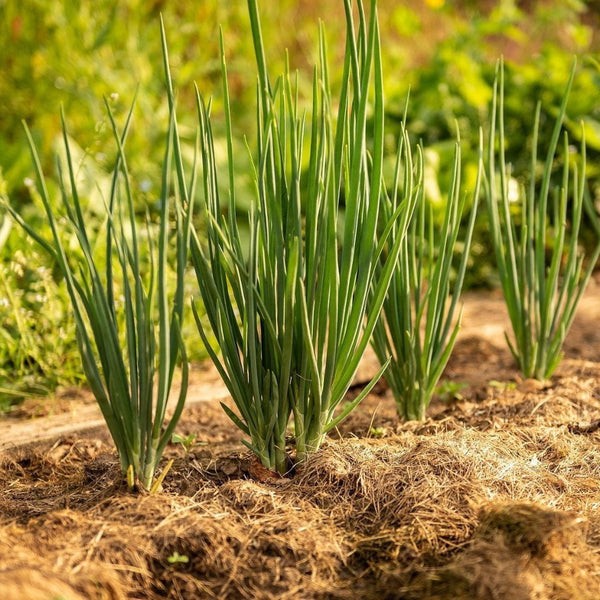 Evergreen Bunching Scallion Onion: 250 Seeds