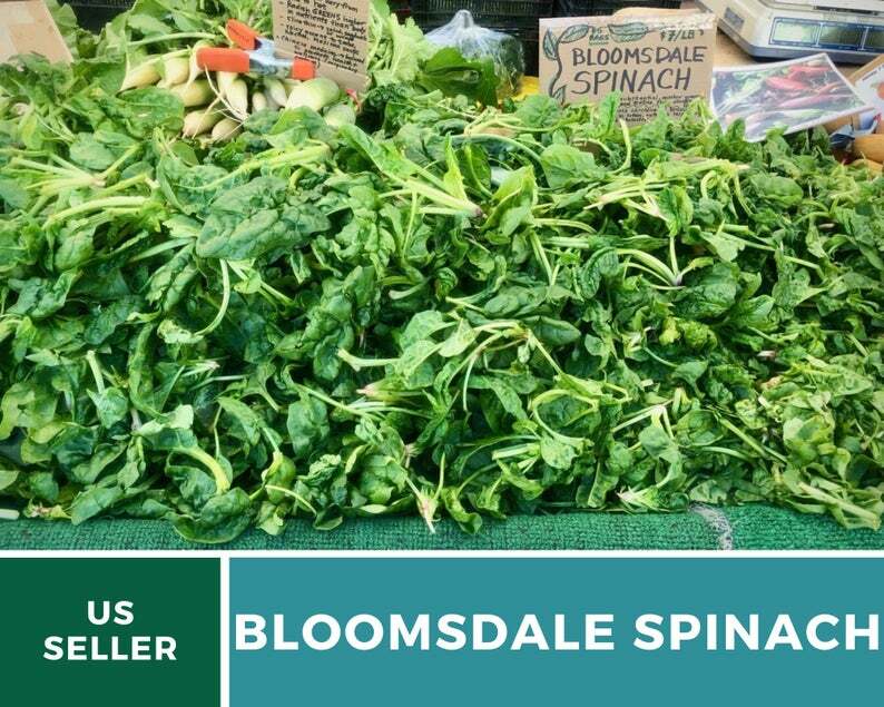 Spinach, Bloomsdale – 150 Seeds – Sow in Spring or Summer – Heirloom – NonGMO
