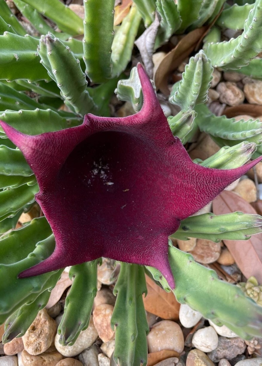 Black Bell – Stapilia Plant – Succulent – Cactus Red Flower LEENDERTZIAE