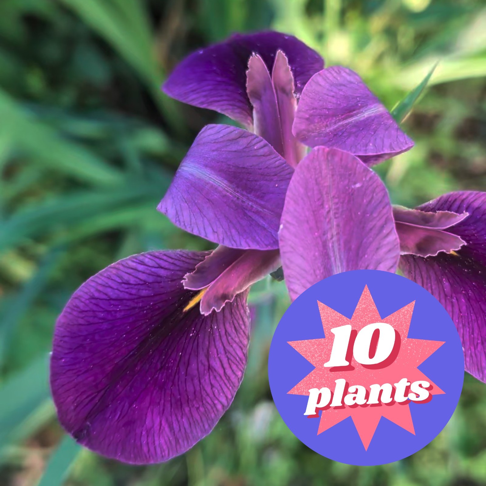 Louisiana Purple Flag Iris — 10 Rhizomes | Black Gamecock | Zones 4-10 Bare Root