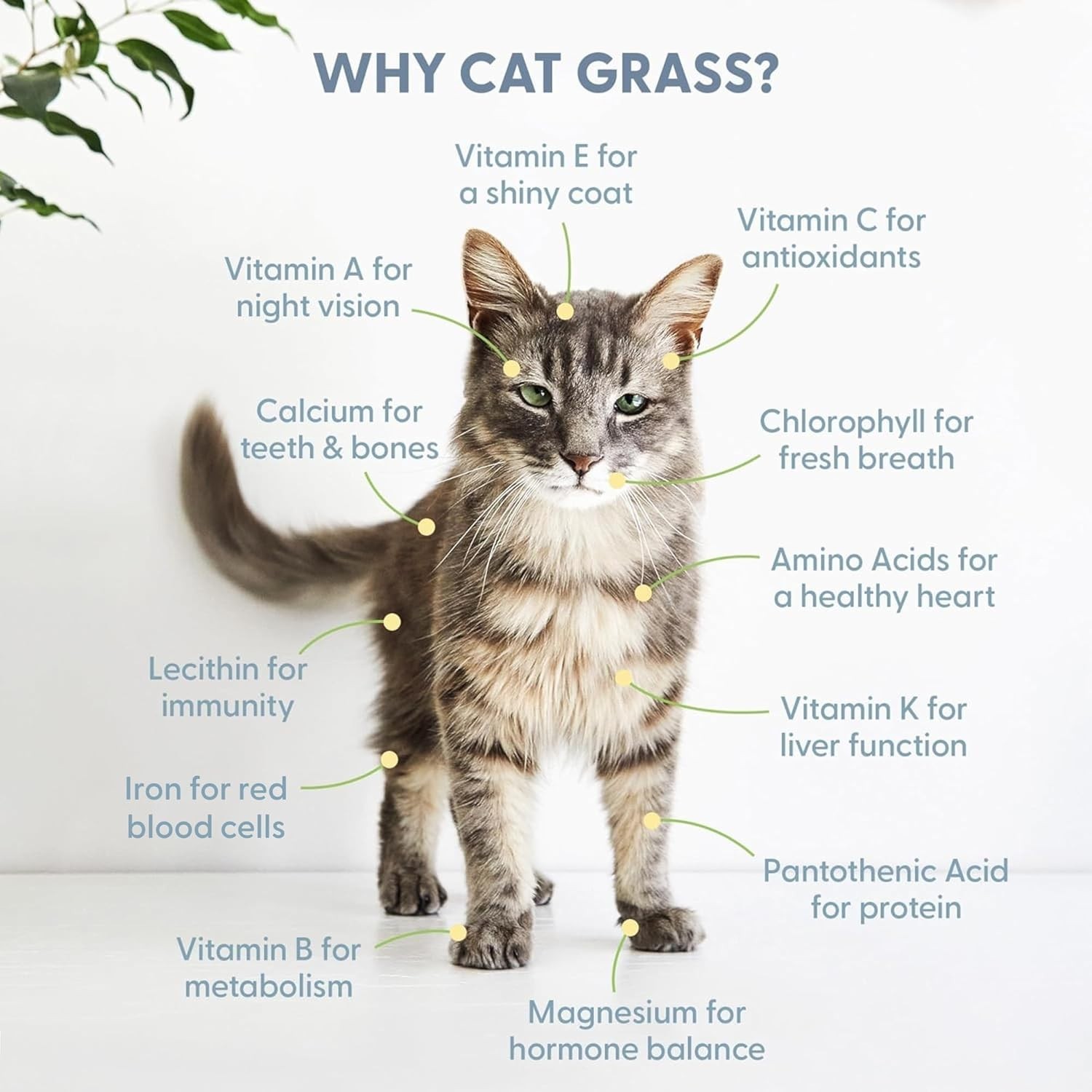 16 oz Organic Cat Grass Seeds – Pet-Friendly Wheatgrass Blend for Indoor Cats