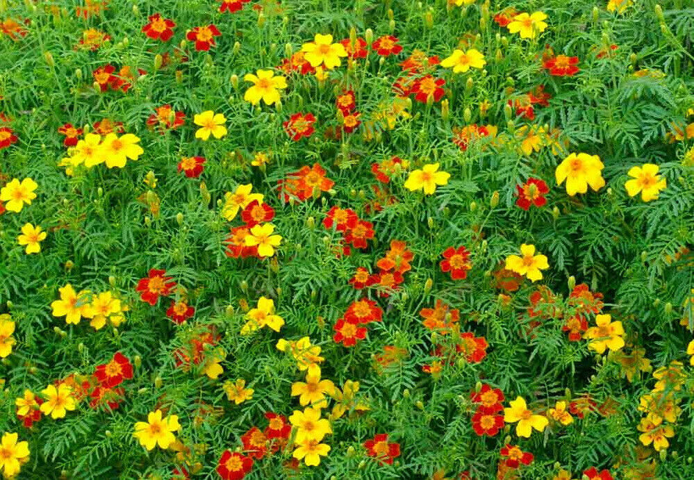Signet Marigold Seeds ‘Starfire Mix’, Tagetes tenuifolia, FREE SHIPPING
