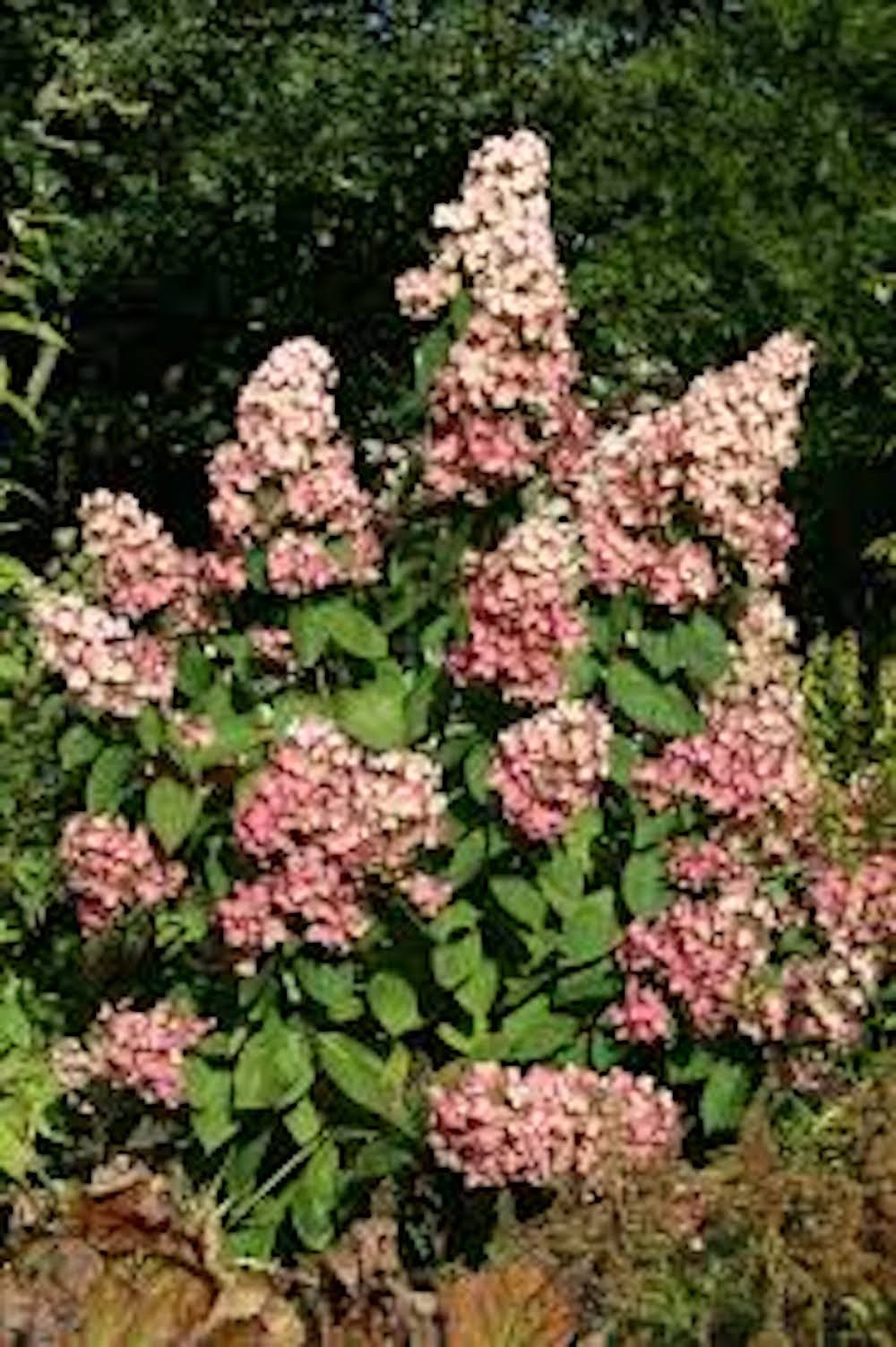 1 Hydrangea Pink Diamond Starter Plant 6-8″ Tall Hydrangea paniculata