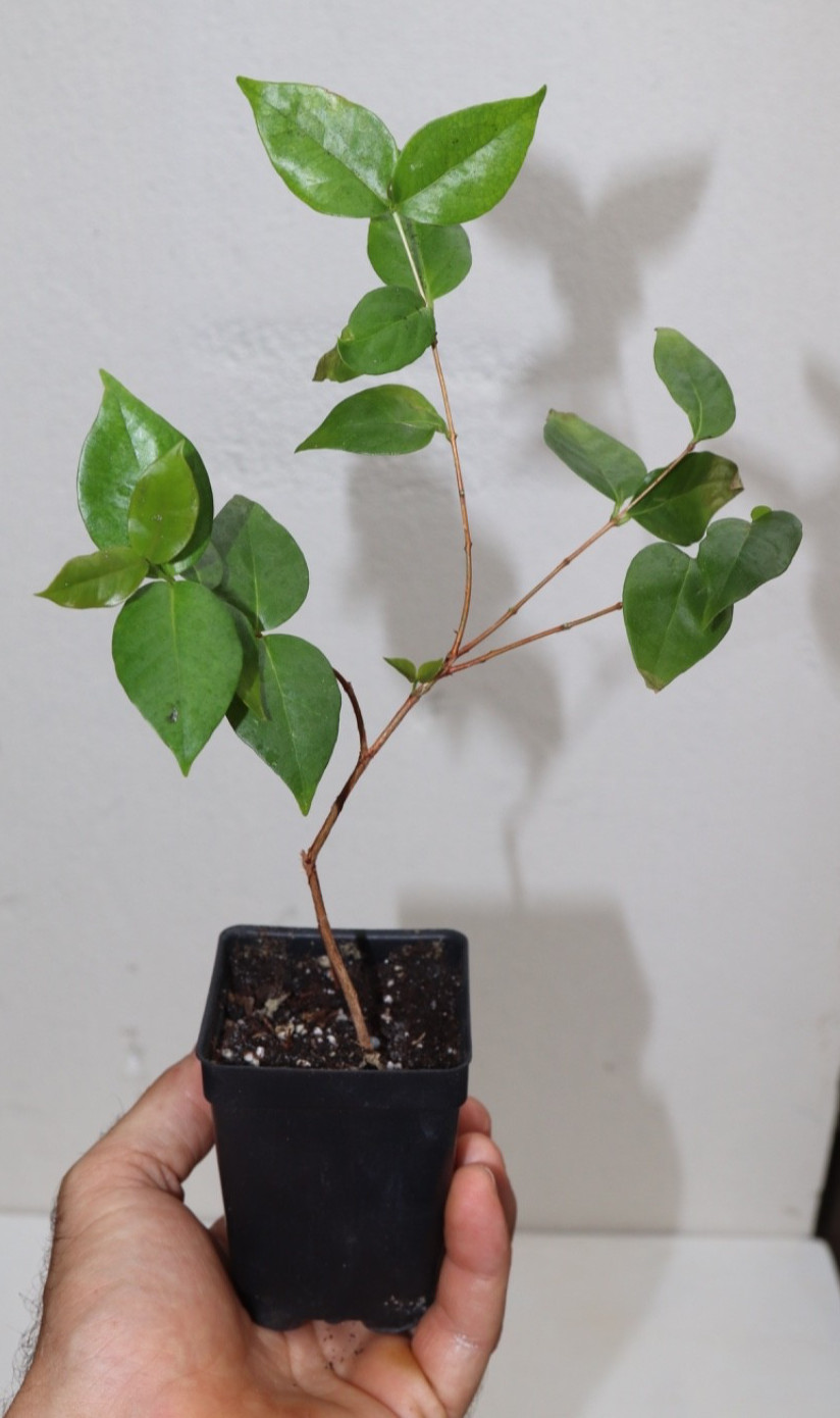 11” Tall Crimson Tide Surimam Cherry Seedling (Eugenia Uniflora Var) Organic