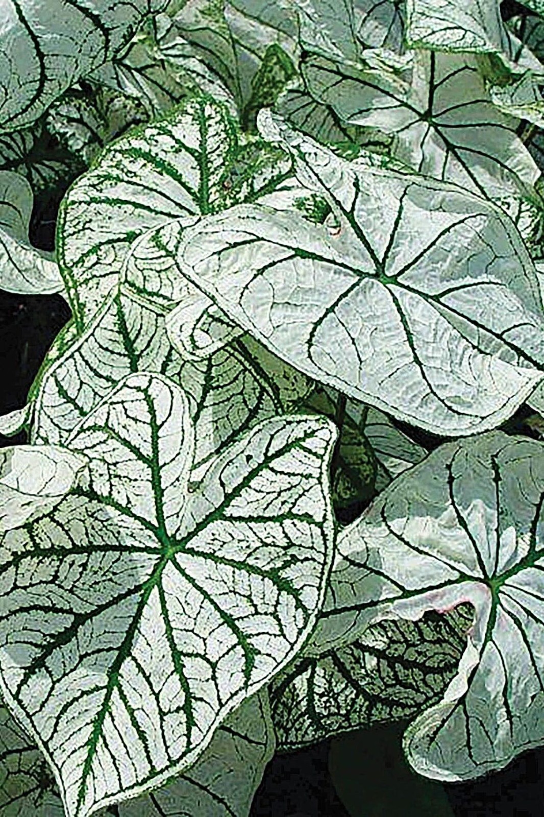 Caladium ‘Candidum’ Bulbs – Caladium Bulbs for Planting 1-1.5″ (2 bulbs)