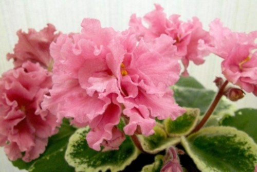 African Violet LE-Lyudmila, a freshly cut leaf.