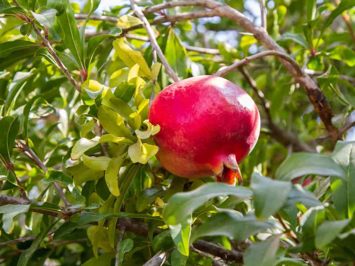 8 Pcs Wonderful Organic Pomegranate Cuttings 9 inch + Long Mature Plant