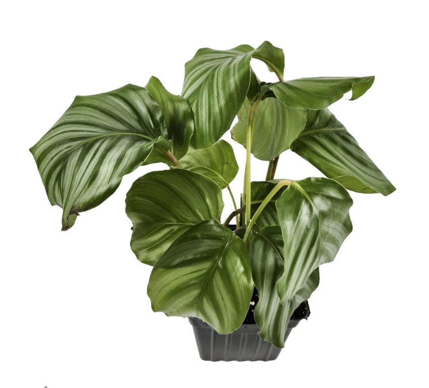 Calathea Orbifolia 4 Inch Pot Live Plant Indoor Tropical Houseplant
