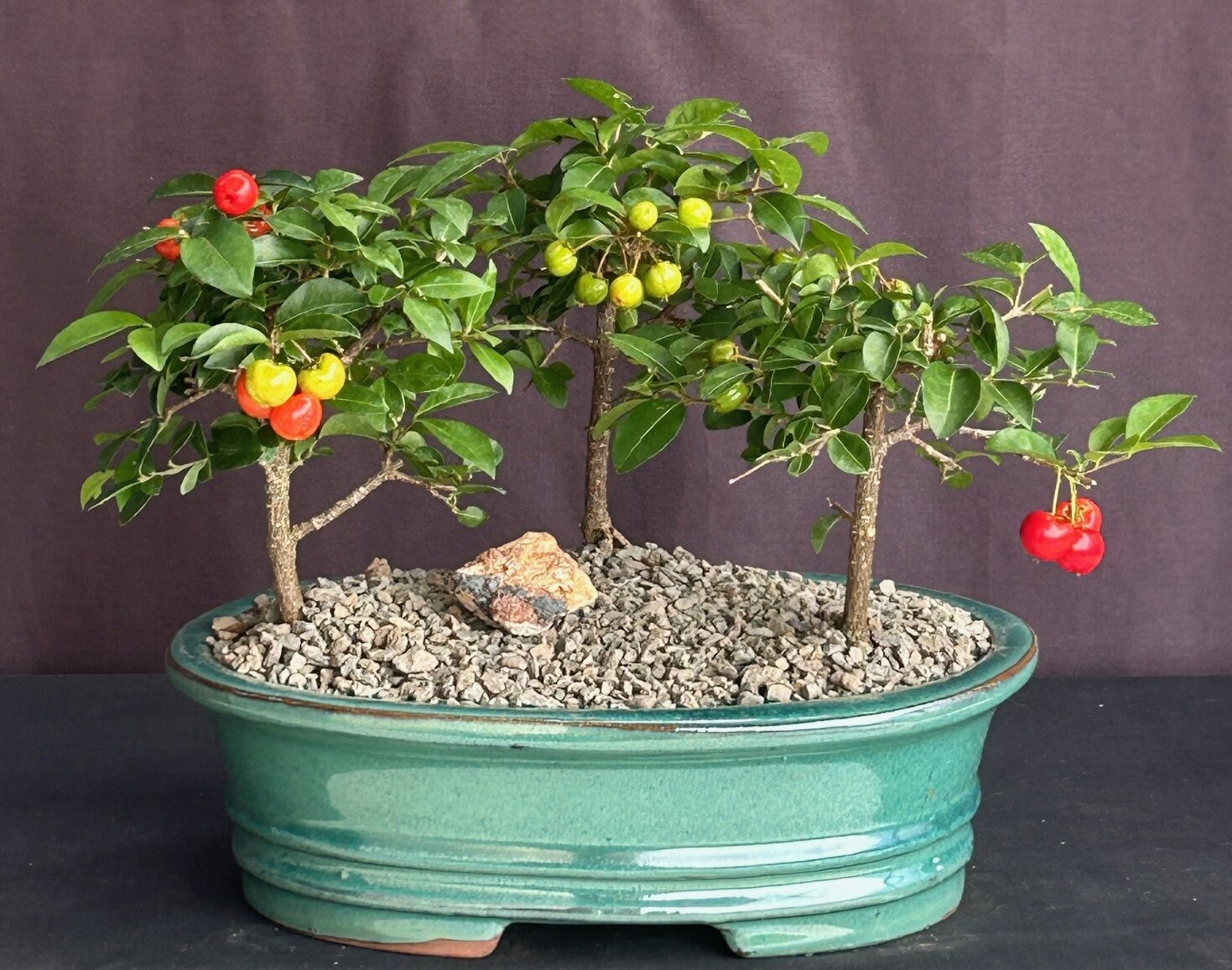 Flowering Barbados Cherry Bonsai Tree Three(3) Tree Forest Group 8″H Indoor Tree