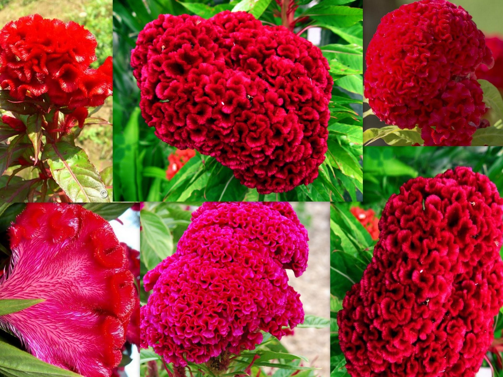 GIANT FLUORESCENT NEON RED COCKS COMB COCKSCOMB / 4 – 5 FT STALKS WITH HUGE HEAD