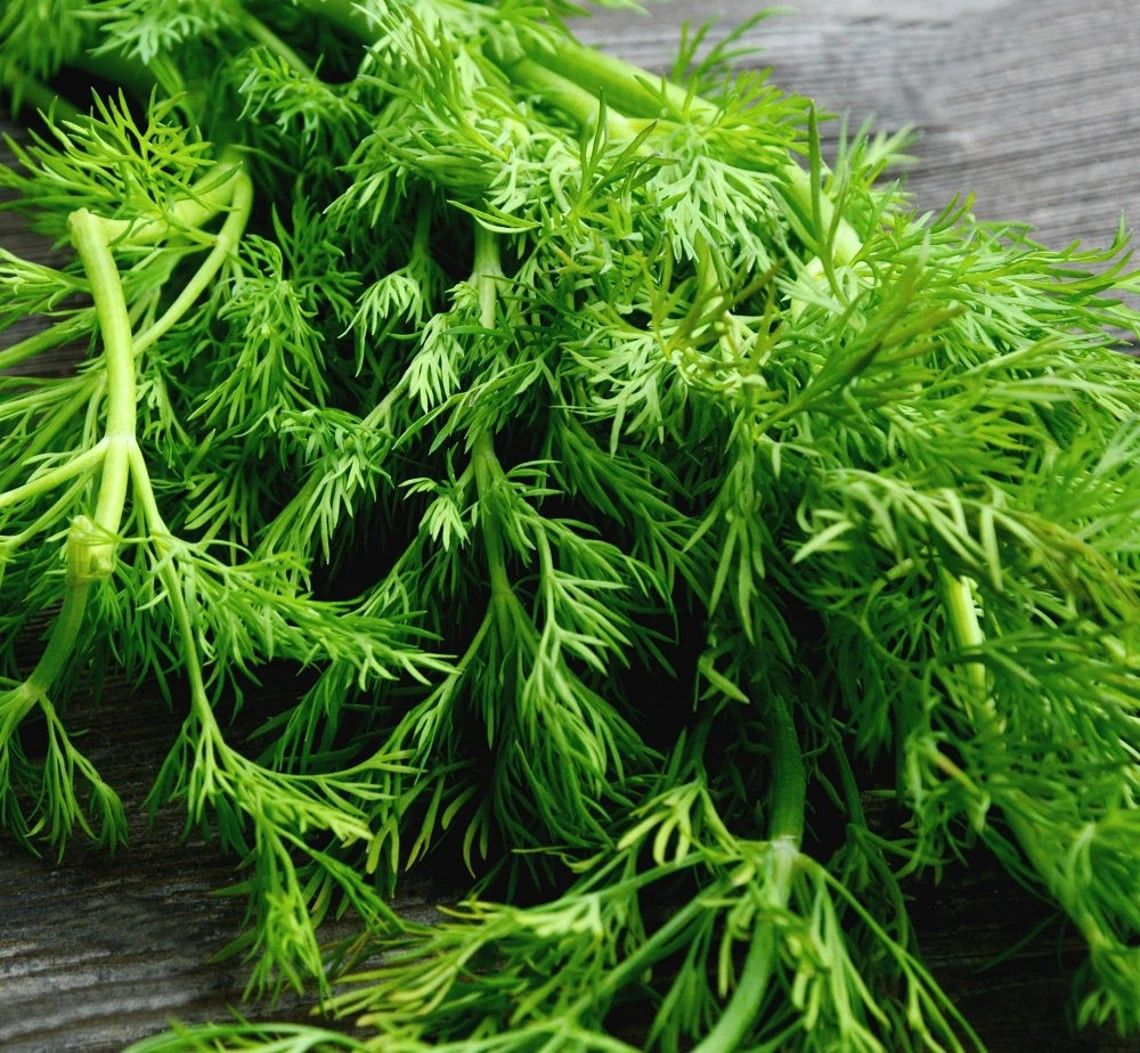 1000+ Mammoth Long Island Dill Seeds —————- Heirloom