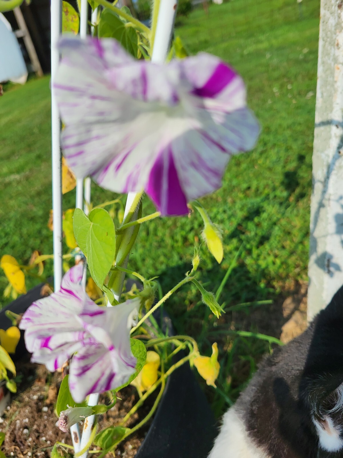 Japanese Morning Glory-FUSCHIA & White Ruffels-Annual-10 Seeds-Grown 2023
