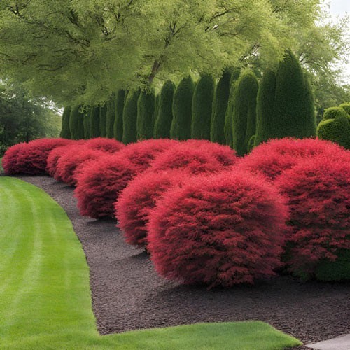Dwarf Burning Bush Live Plant Well Rooted 1-4 yo Shrub (Euonymus Alatus) Plants