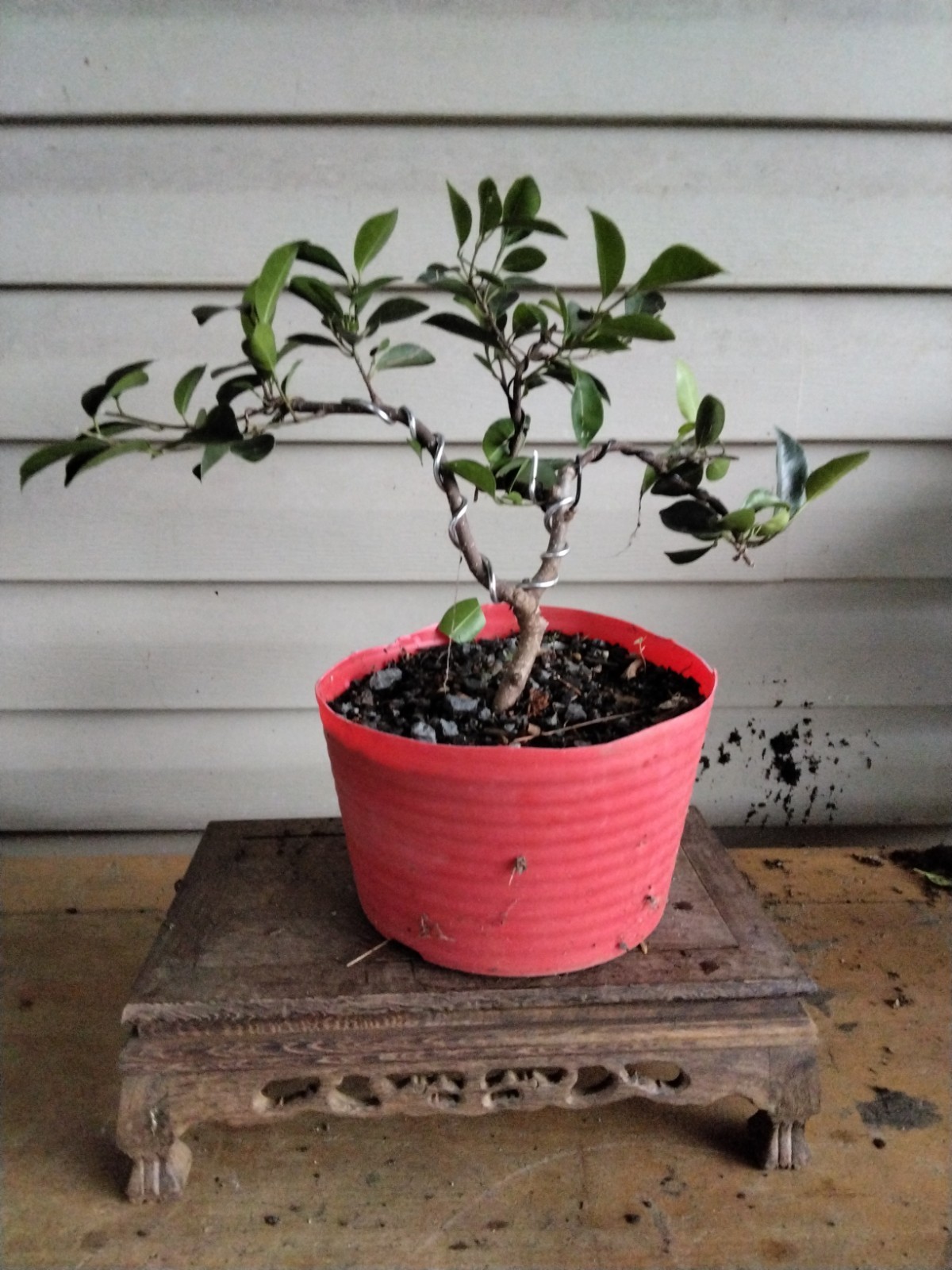 Ficus Bonsai Start