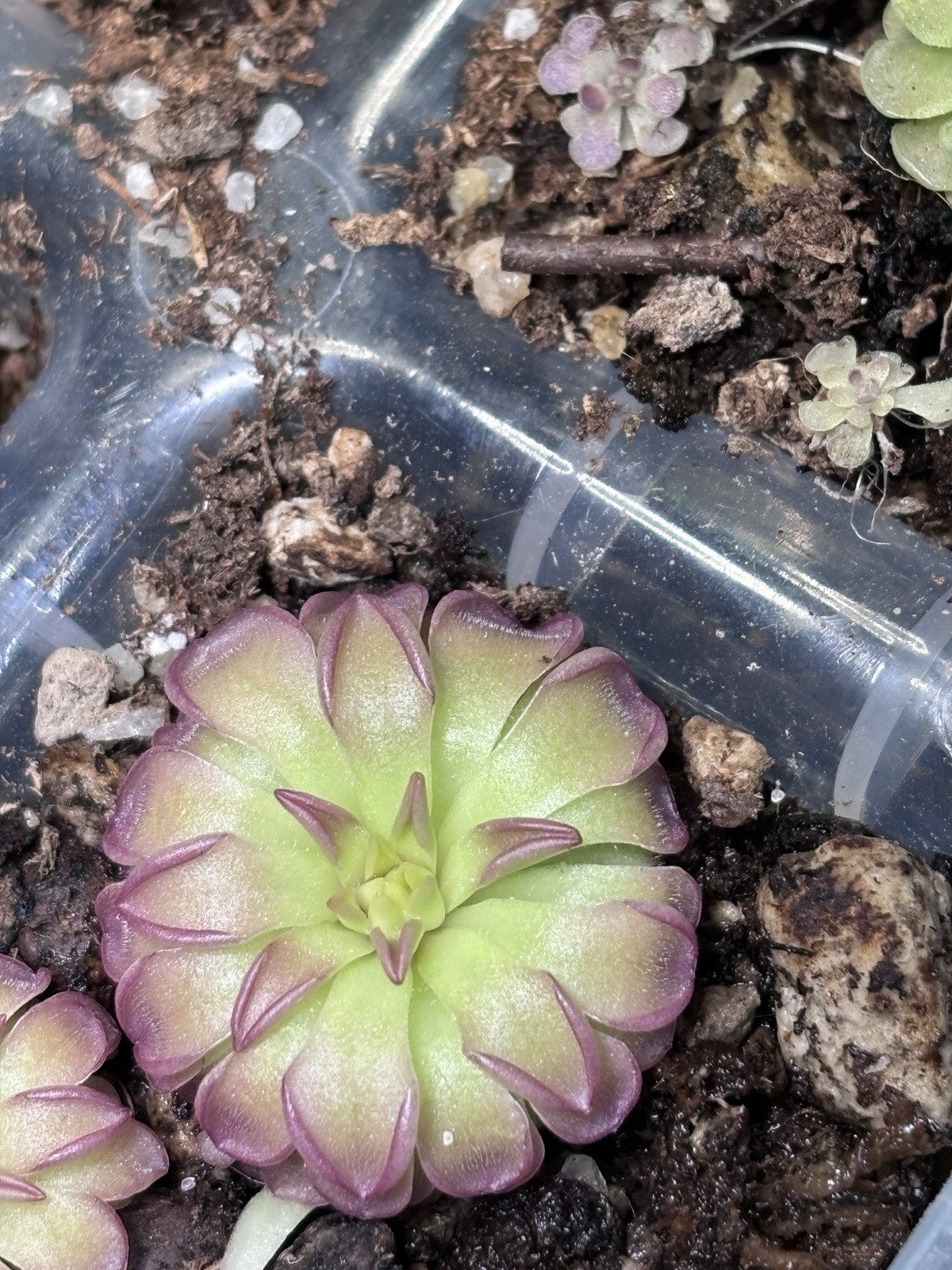 RARE Pinguicula “CHALICE” Butterwort Carnivorous Plant *Larger of two*