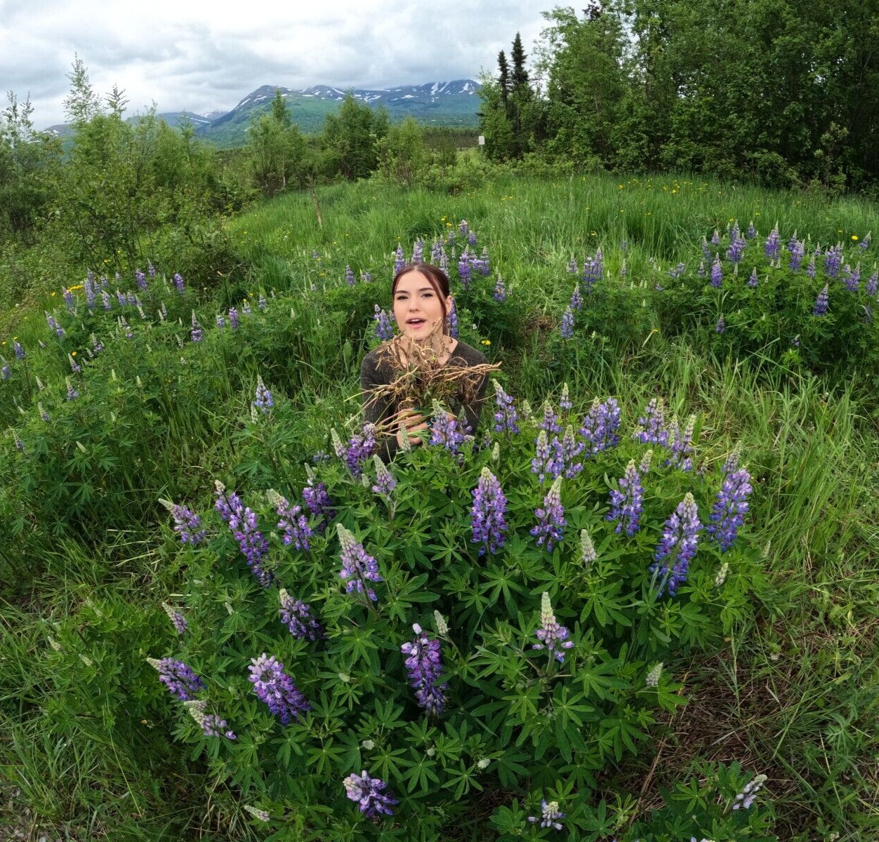 Lupine Alaska Wild Harvested Fifty Seeds / Lupinus perennis