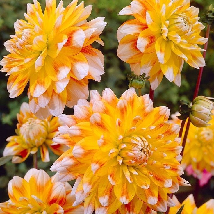 25 Dahlia Seeds Perennial Heirloom Pollinator Flower Seed Flowers “Gallery Cobr”