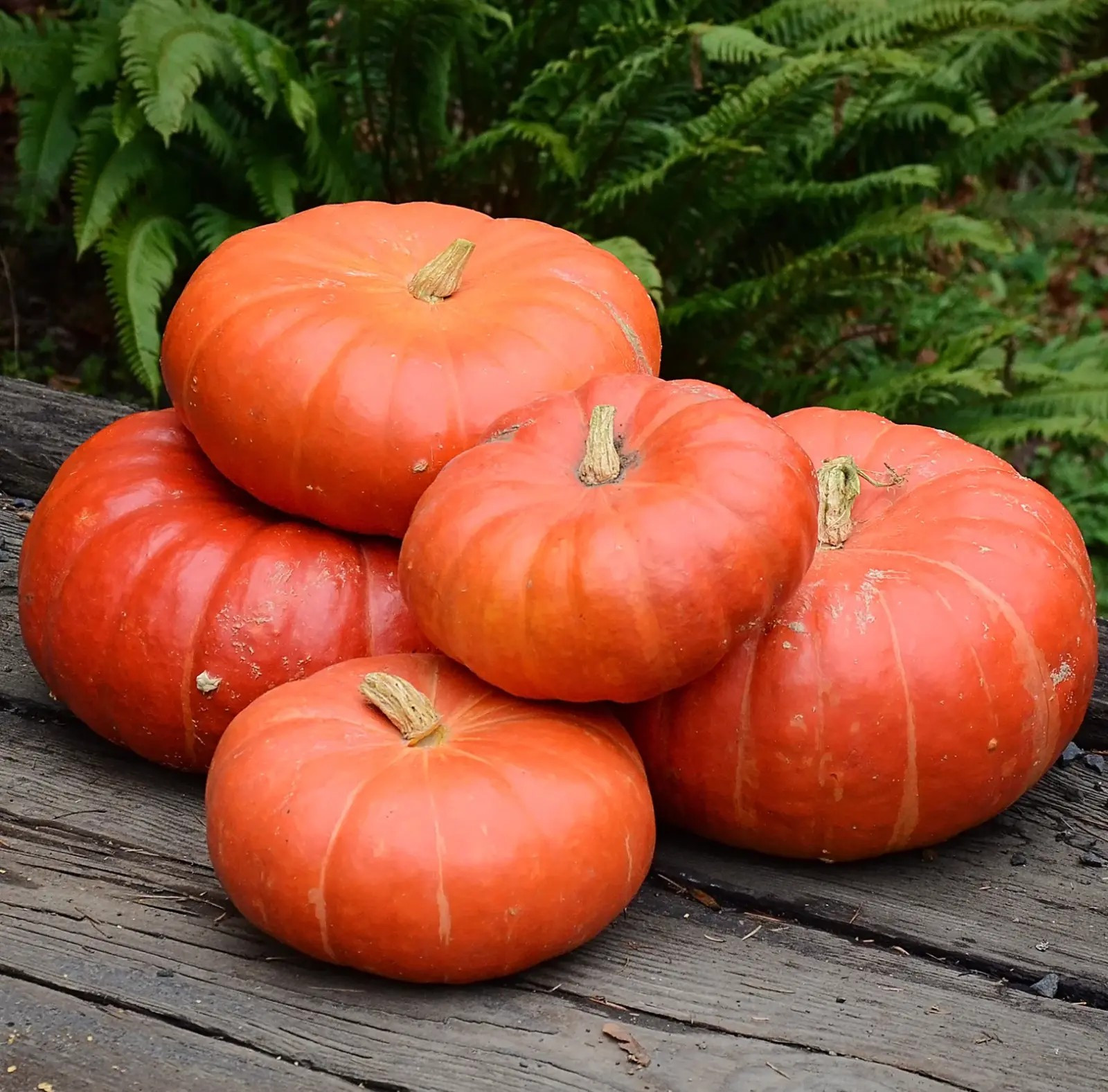 25 Cinderella Pumpkin Seeds — Heirloom – Organic – NON GMO ——— FRESH