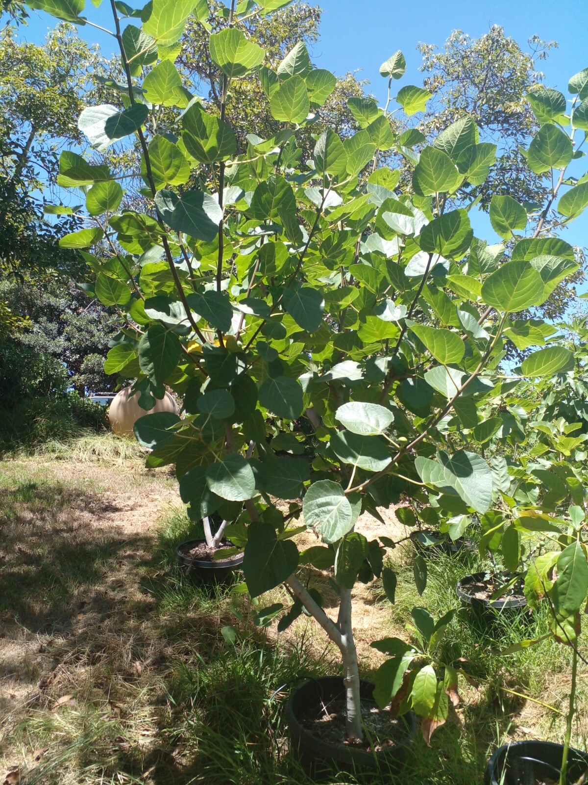 Ficus Palmata N1 White Punjab Fig Tree – 2 Cuttings – Unique Tasty Fig Variety