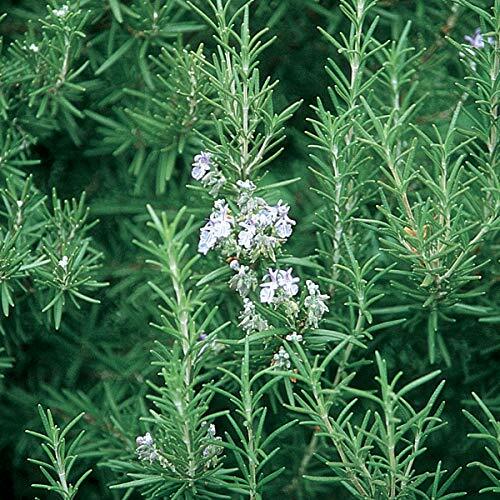 1 – 10″ Rosemary Herb Plant-Our Plants Use Organic Soil and Organic Amendments !