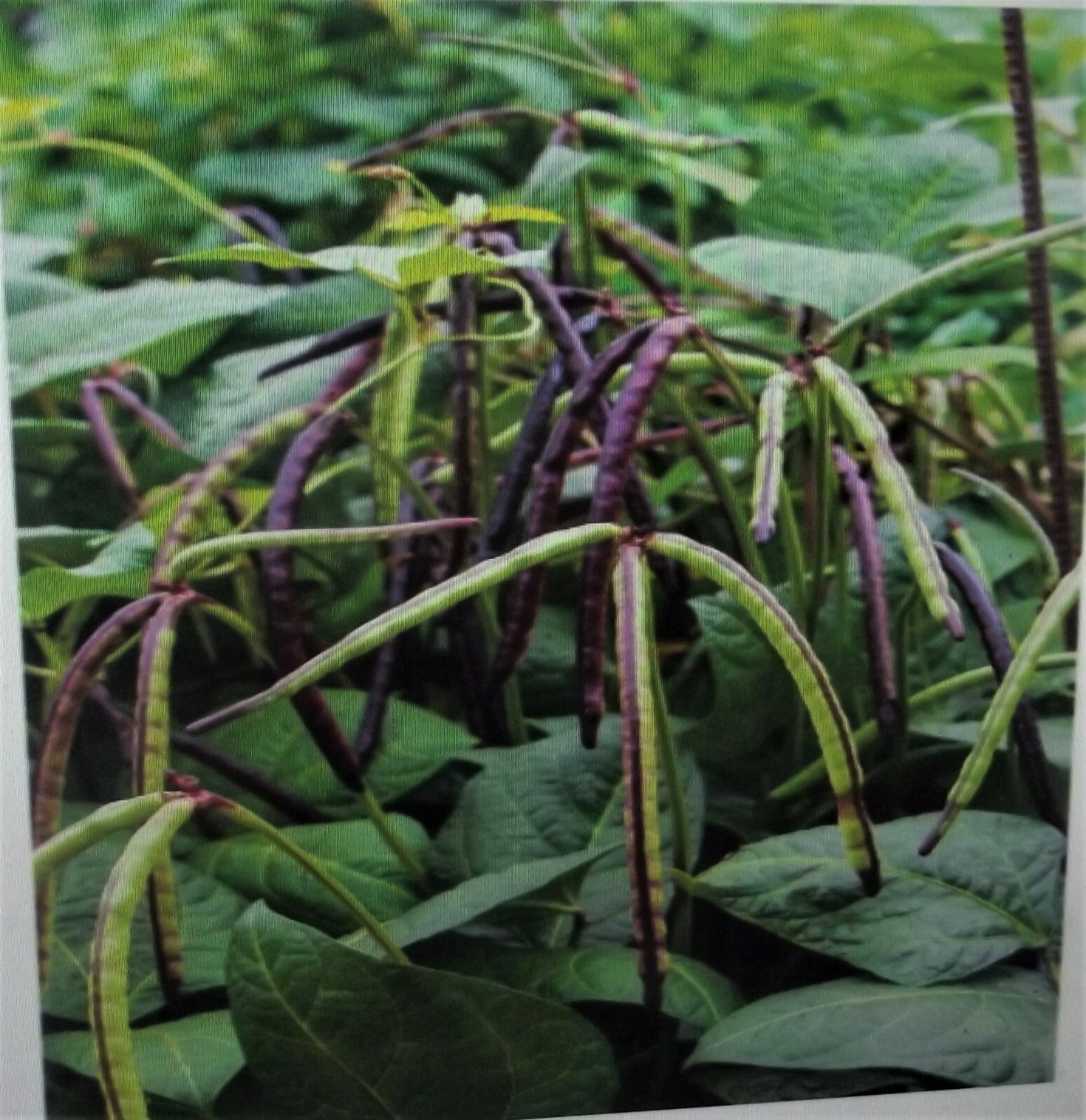 Mississippi Pinkeye 2 Purple Hull Peas Cowpeas Benefits St. Jude