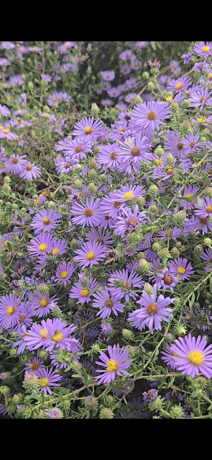 Aromatic aster (Symphyotrichum oblongifolium) Seed Pack ~50 seeds PA Ecotype
