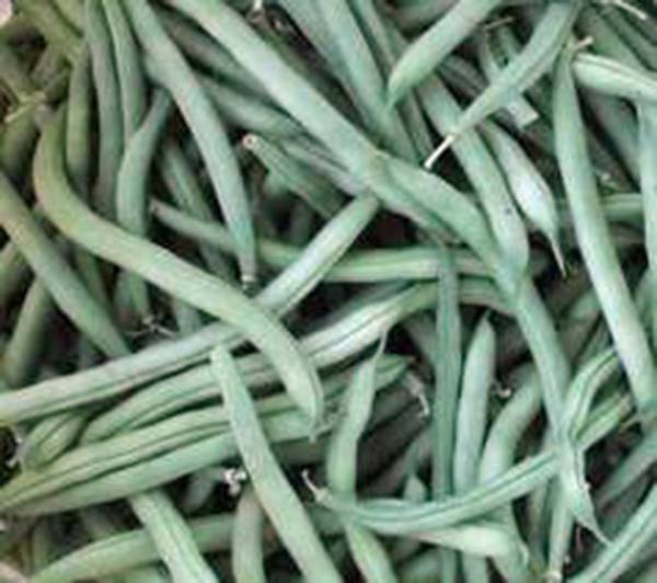 BEAN, PROVIDER BUSH, HEIRLOOM, 20+ SEEDS, NON GMO, GREEN BEANS VEGETABLE