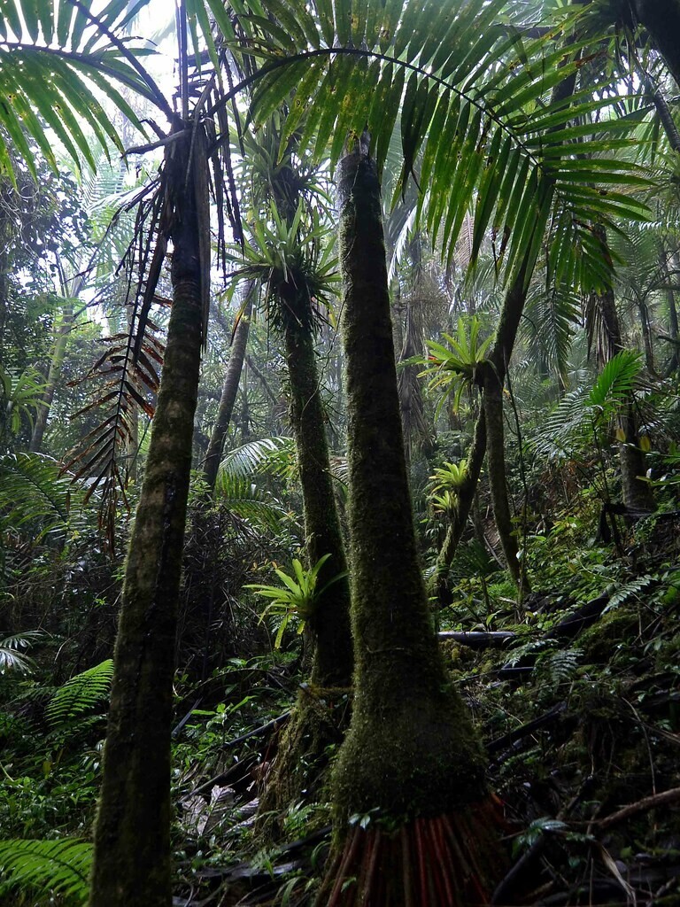 x2 LIVE Bare root : Prestoea Acuminata Sierra Palms Rare Shade Exotic palm