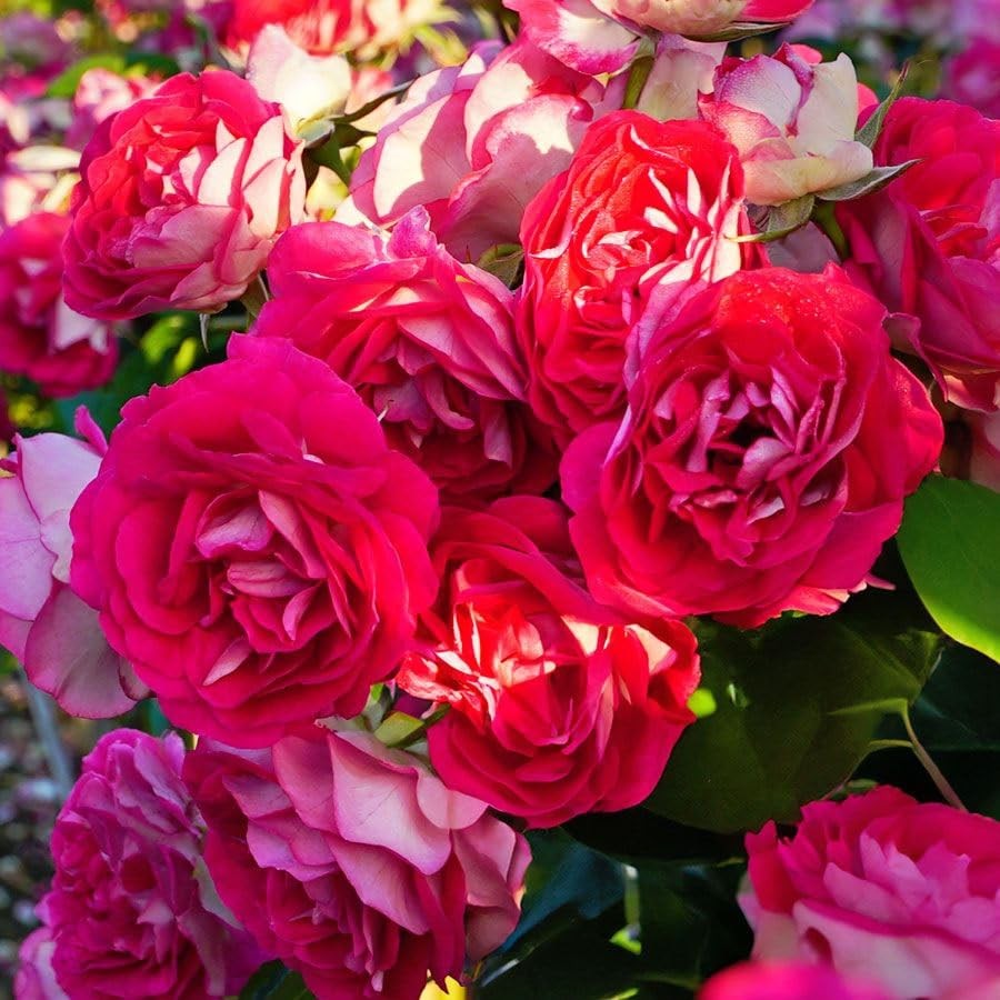 Carpet Creeping 305 Climbing Rose Rosa Seeds For Planting Outdoors-Strong
