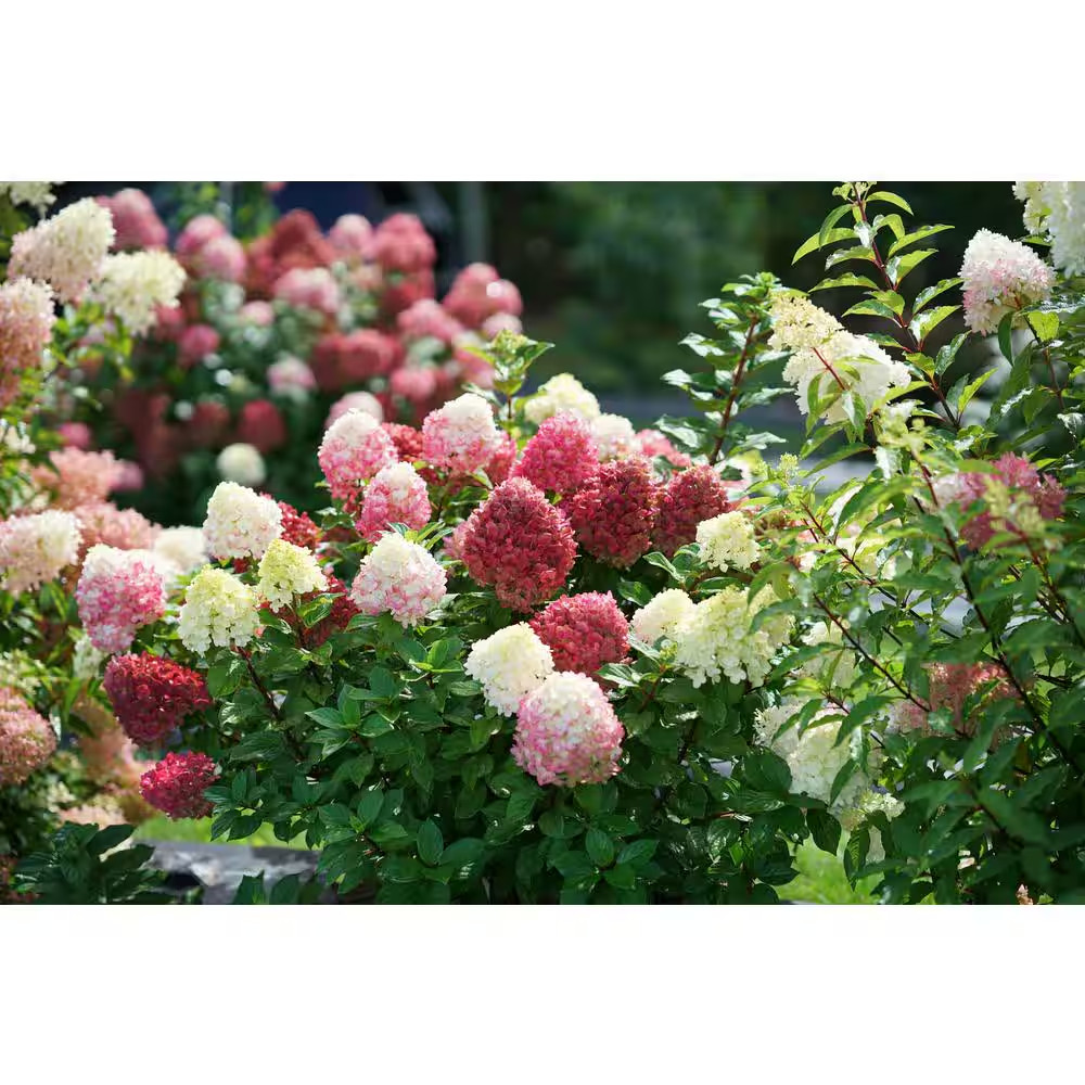 4.5 In. Quart Little Lime Punch Panicle Hydrangea (Paniculata) Live Plant, Shrub