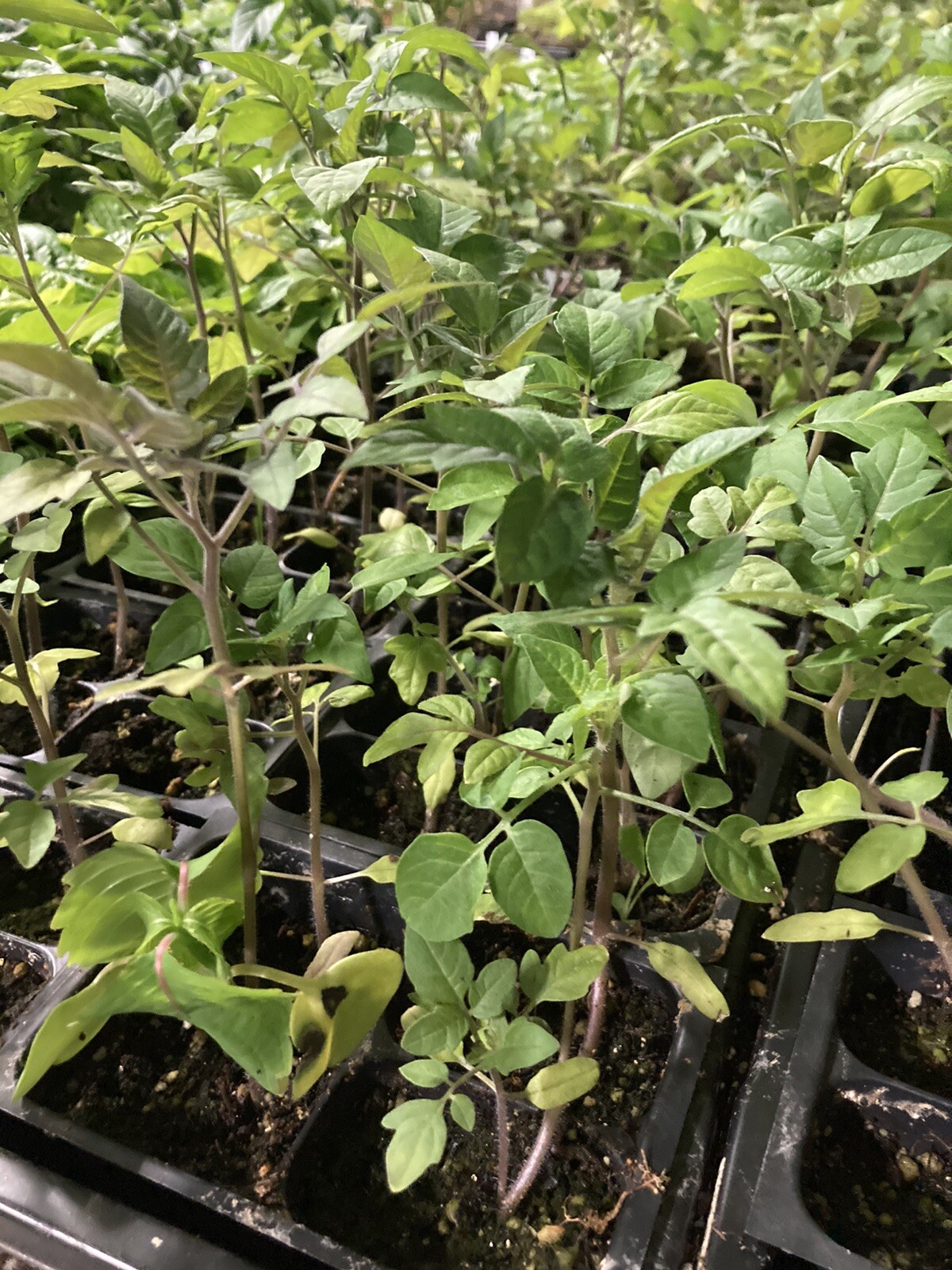 Lot of 4 RED CHERRY TOMATO LIVE PLANTS 6 to 10 inches 60+ days old