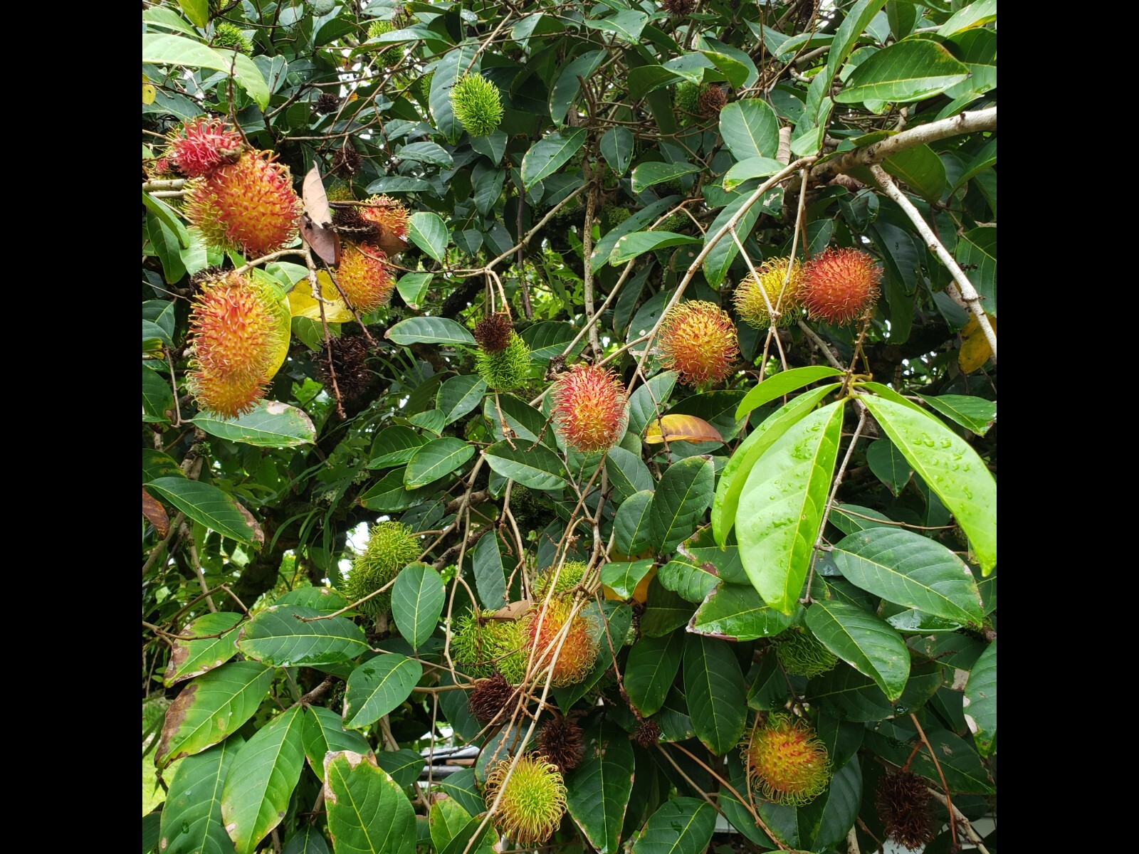 RAMBUTAN HAIRY FRUIT TREE, 5 CUTTINGS FROM 5-6″ LONG, UNROOTED FOR GRAFTING
