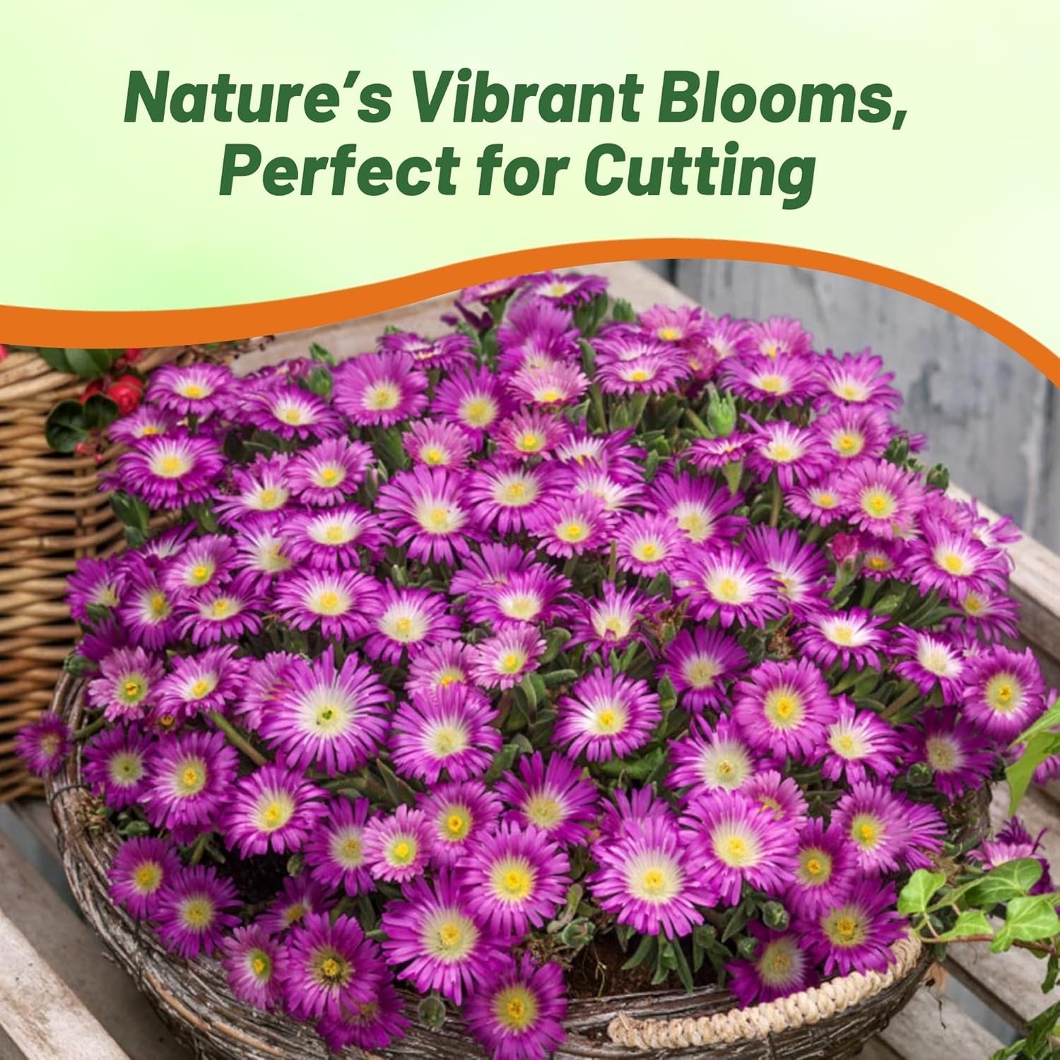100 Seeds Ice Plant Delosperma Cooperi Table Mountain Drought Tolerant