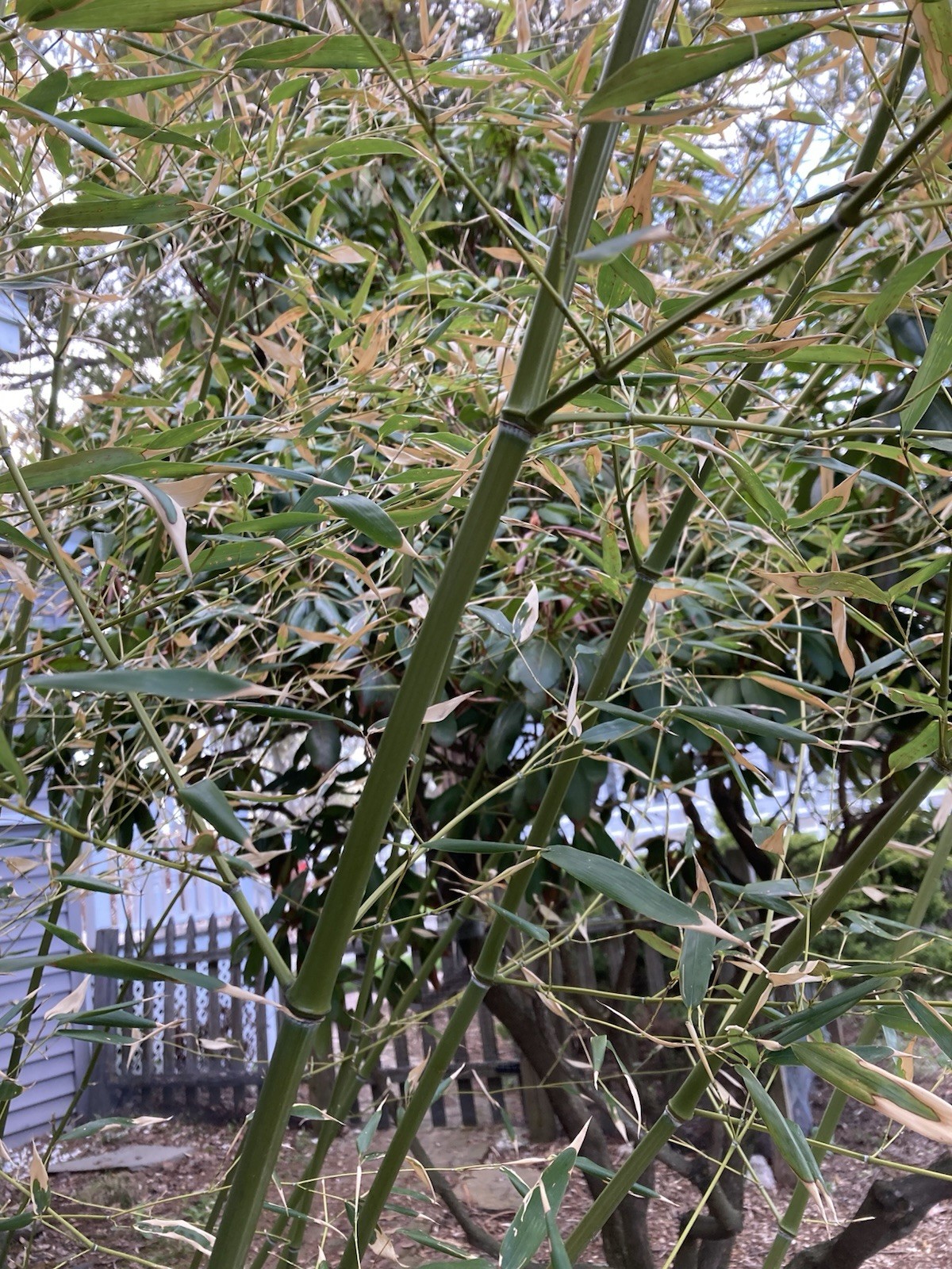 Phyllostachys bissetii Bissett’s Bamboo Cold Hardy Zone 5 Bamboo Rhizomes 3 Ct.