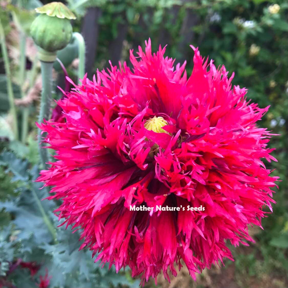 Poppy DOUBLE BLOOMS Mix Peony Flowers 5″ Blooms Huge Pods! Non-GMO 2000 Seeds!