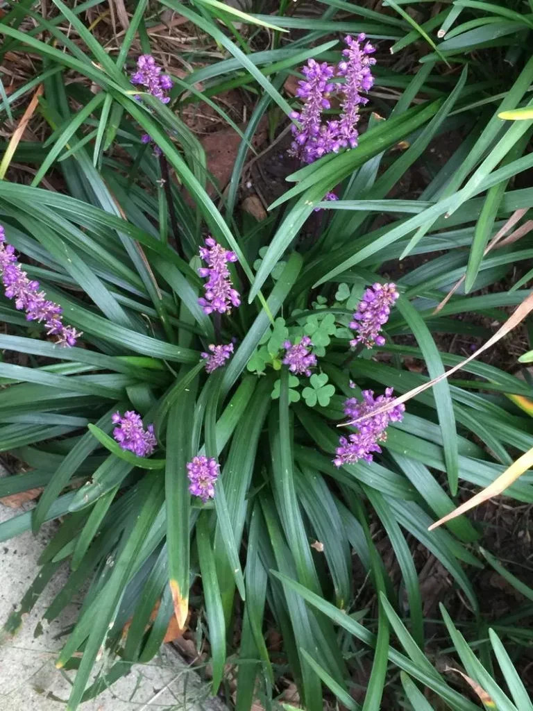 Monkey Grass, Purple Clumping, Liriope Spicata 50 Bare Root Plants Shade/Partial