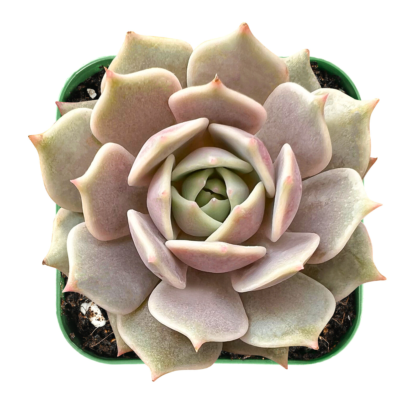 Live Rare Echeveria Lola Succulent Plant Fully Rooted in 2” Plastic Plant Pot