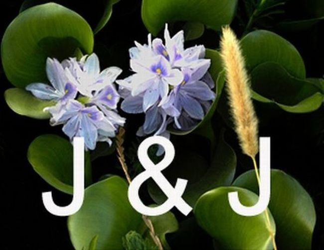 Water Hyacinth 24 plants natural filter stop algae koi pond garden J&J Aquafarms