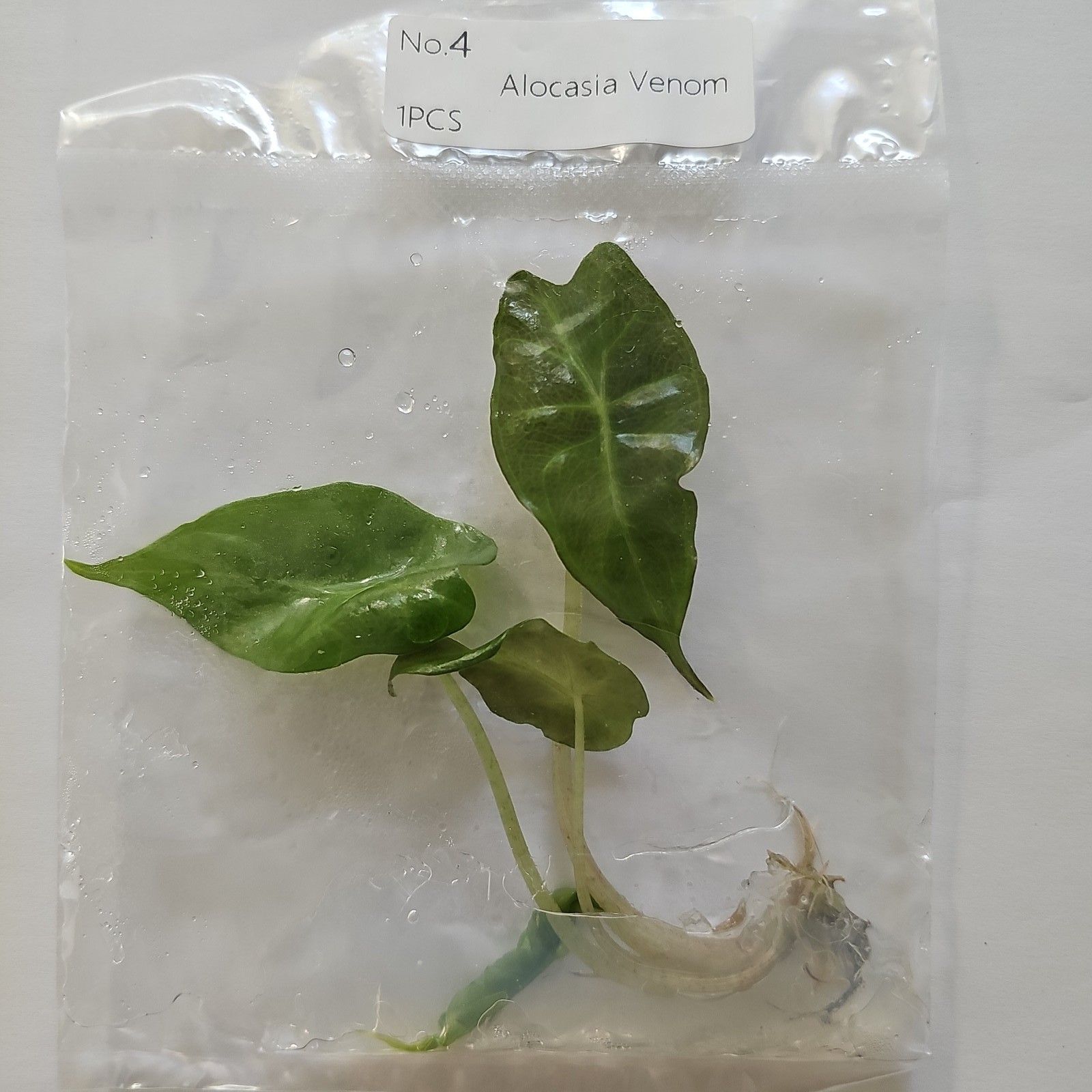Alocasia Venom tissue culture 2DayAir
