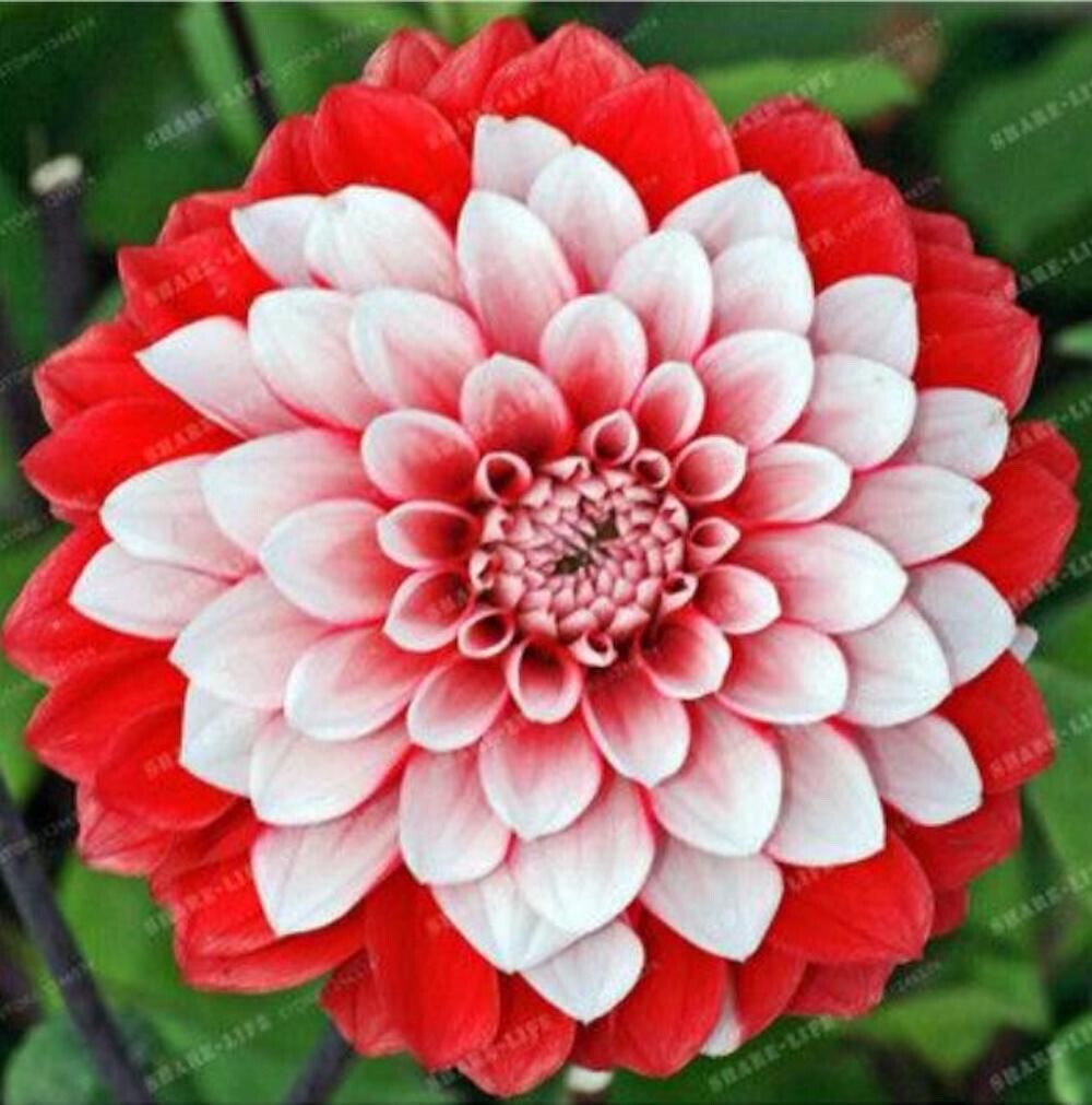 20 SEEDS for Red White Tip SWEETHEART DAHLIA rare flower exotic plant USA Seller