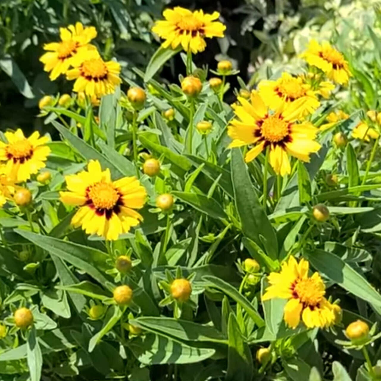 Coreopsis lanceolata ‘Sterntaler’ Tickseed – Live Flowering Perennial Plant