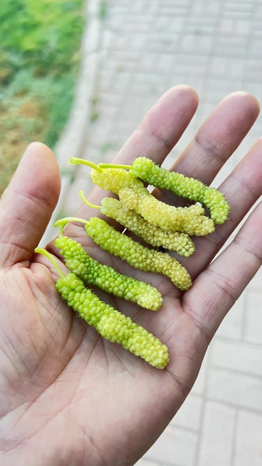 10x Fresh white Pakistan Mulberry organic cuttings for Rooting or Grafting