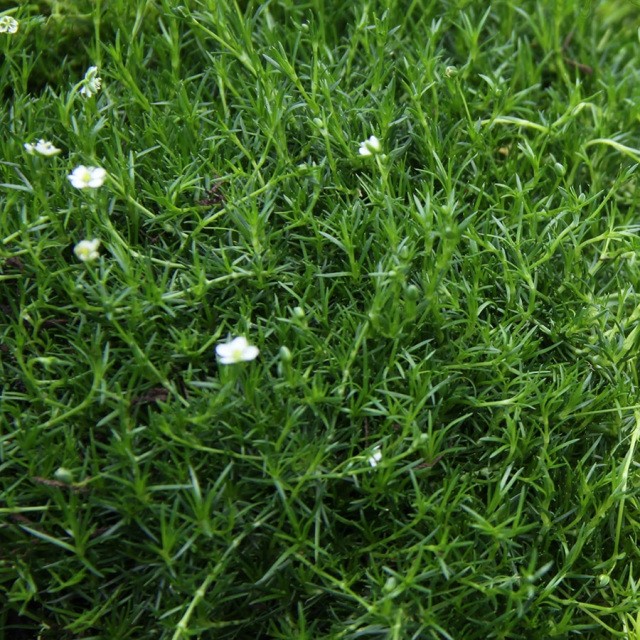 Sagina subulata Irish Moss 72 plugs in tray buy bulk USDA Zone 3-9 XX