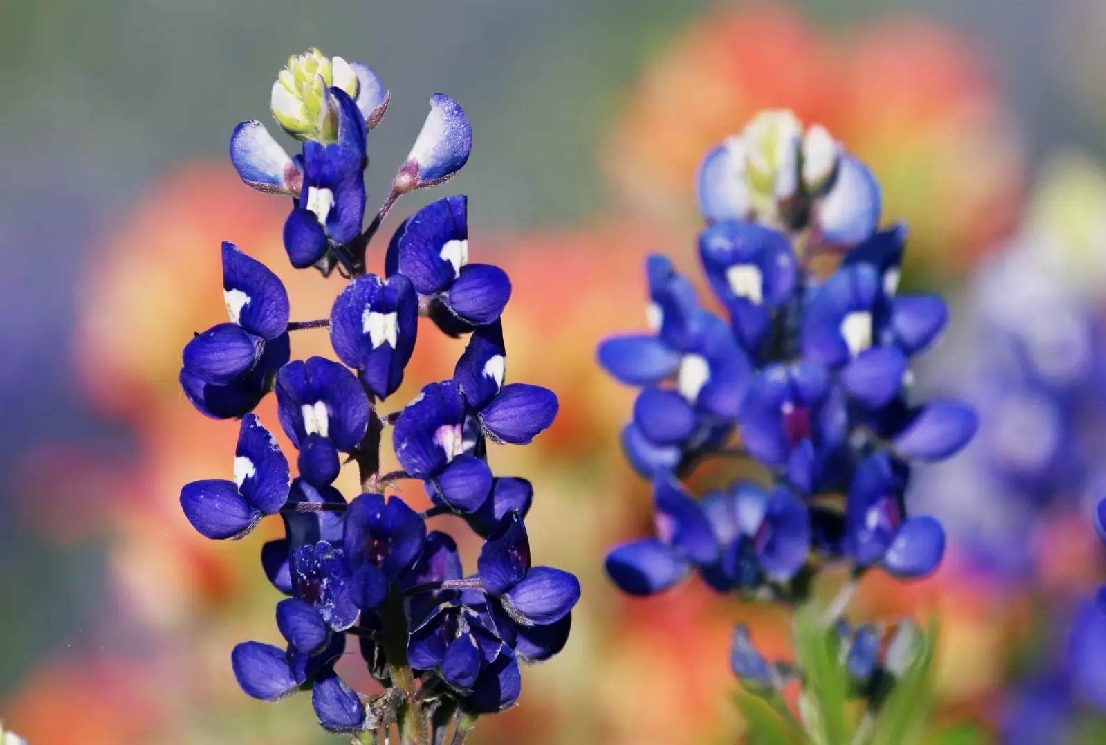 200+ Texas Bluebonnet Seeds – Hummingbirds Butterflies – Bright Color- Fragrant