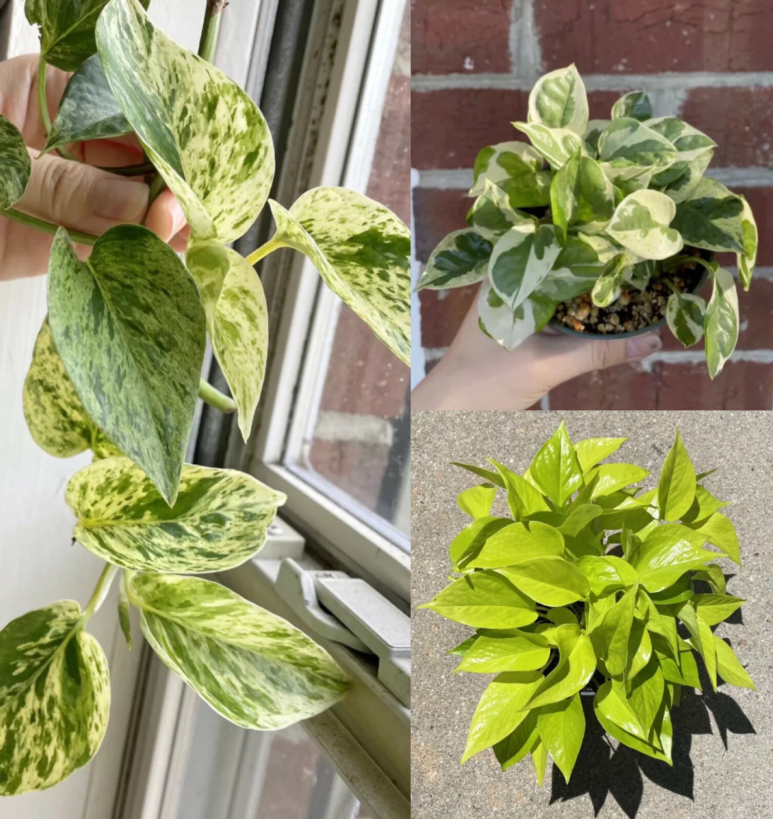 Signature house plants cuttings – big combo (see details in the description)